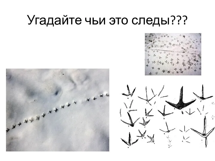 Угадайте чьи это следы???