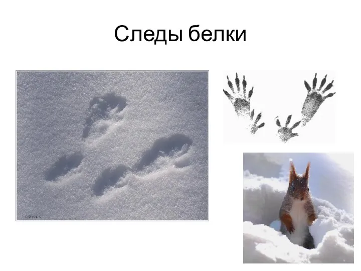 Следы белки