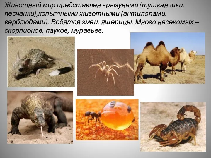 Животный мир представлен грызунами (тушканчики, песчанки),копытными животными (антилопами, верблюдами). Водятся