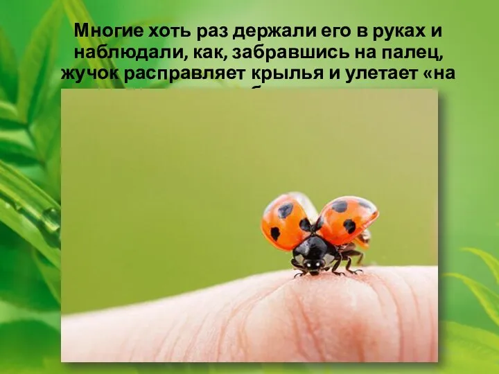 Многие хоть раз держали его в руках и наблюдали, как, забравшись на палец,