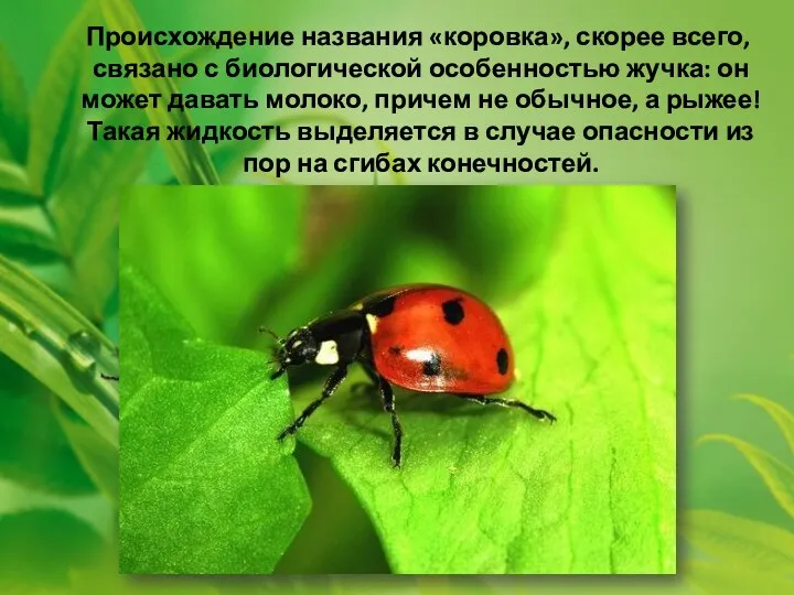 Происхождение названия «коровка», скорее всего, связано с биологической особенностью жучка: