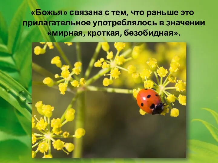 «Божья» связана с тем, что раньше это прилагательное употреблялось в значении «мирная, кроткая, безобидная».