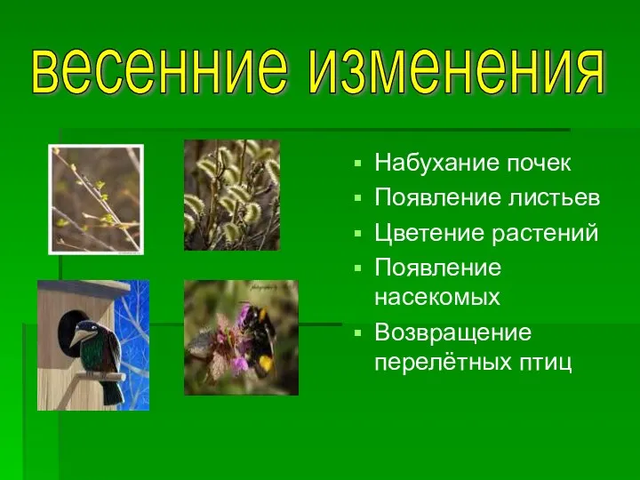 Набухание почек Появление листьев Цветение растений Появление насекомых Возвращение перелётных птиц весенние изменения