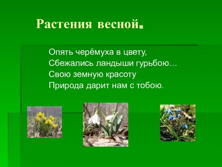 Растения весной. Опять черёмуха в цвету, Сбежались ландыши гурьбою… Свою