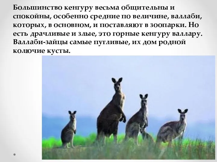 Большинство кенгуру весьма общительны и спокойны, особенно средние по величине,