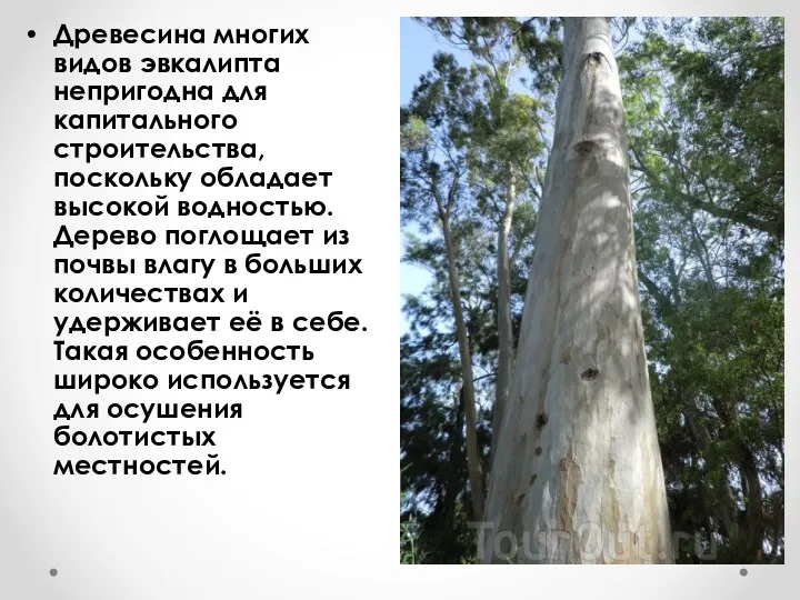 Древесина многих видов эвкалипта непригодна для капитального строительства, поскольку обладает высокой водностью. Дерево