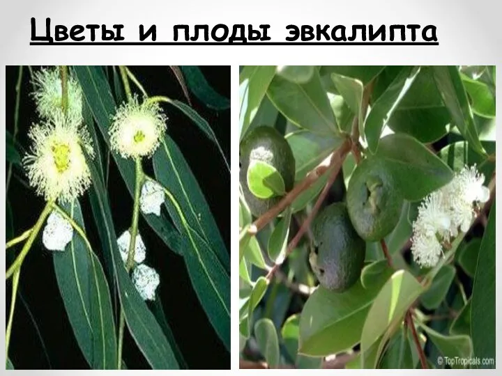Цветы и плоды эвкалипта