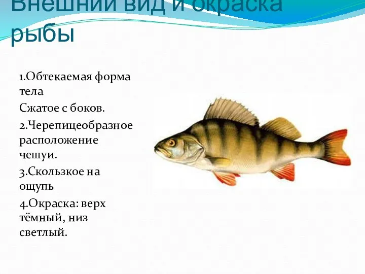 Внешний вид и окраска рыбы 1.Обтекаемая форма тела Сжатое с
