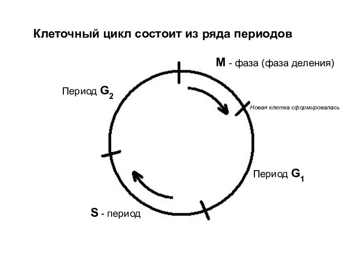 Клеточный цикл состоит из ряда периодов М - фаза (фаза