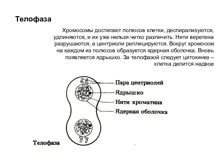 Телофаза Хромосомы достигают полюсов клетки, деспирализуются, удлиняются, и их уже