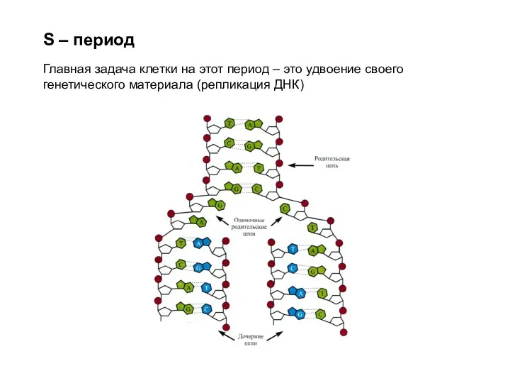 S – период Главная задача клетки на этот период –