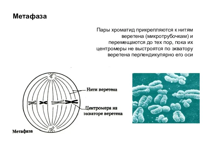 Метафаза Пары хроматид прикрепляются к нитям веретена (микротрубочкам) и перемещаются