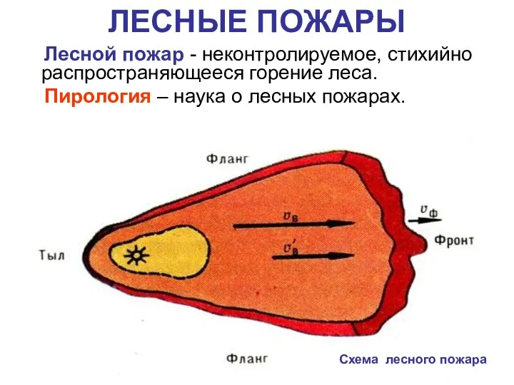 ЛЕСНЫЕ ПОЖАРЫ Схема лесного пожара Лесной пожар - неконтролируемое, стихийно