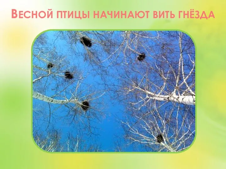 ВЕСНОЙ ПТИЦЫ НАЧИНАЮТ ВИТЬ ГНЁЗДА