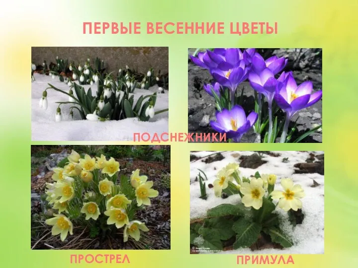 ПЕРВЫЕ ВЕСЕННИЕ ЦВЕТЫ ПОДСНЕЖНИКИ ПРОСТРЕЛ ПРИМУЛА