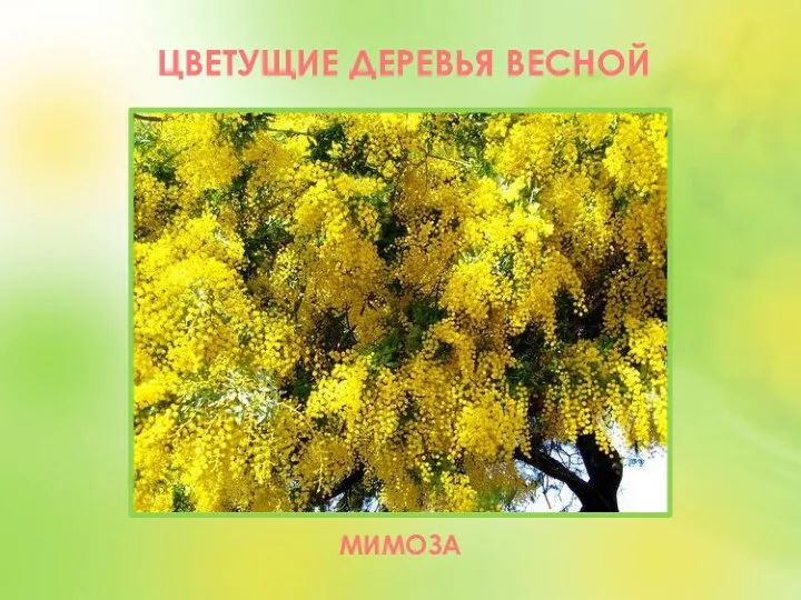 ЦВЕТУЩИЕ ДЕРЕВЬЯ ВЕСНОЙ МИМОЗА