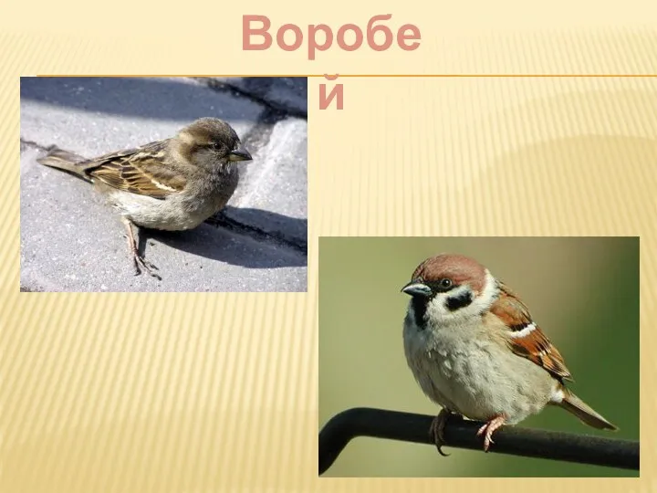 Воробей