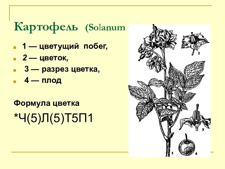 Картофель (Solanum tuberosum): 1 — цветущий побег, 2 — цветок, 3 — разрез