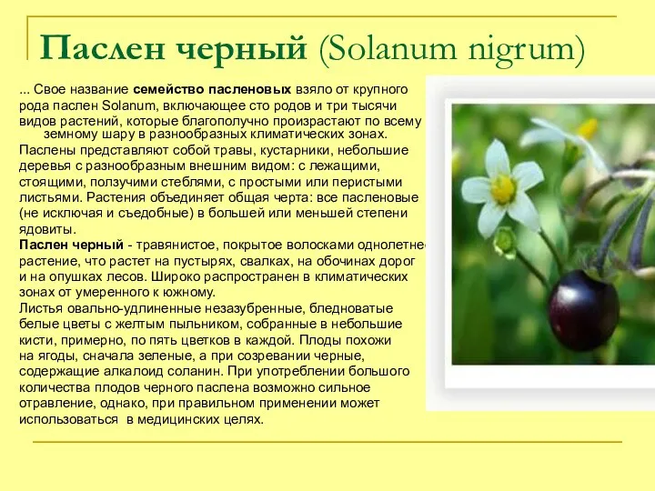 Паслен черный (Solanum nigrum) ... Свое название семейство пасленовых взяло от крупного рода