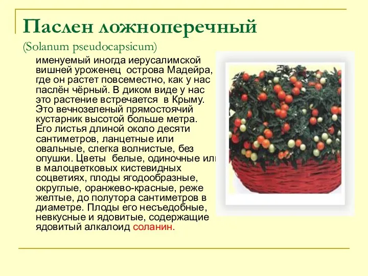 Паслен ложноперечный (Solanum pseudocapsicum) именуемый иногда иерусалимской вишней уроженец острова Мадейра, где он