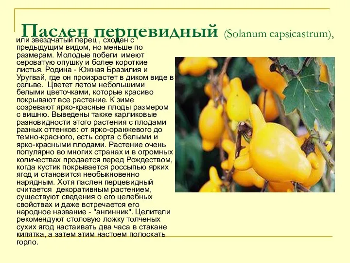 Паслен перцевидный (Solanum capsicastrum), или звездчатый перец , сходен с предыдущим видом, но