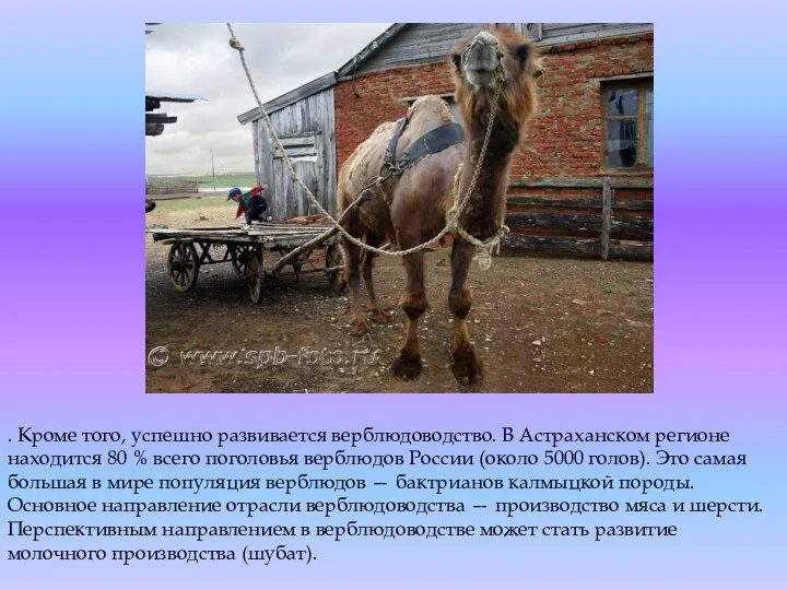 . Кроме того, успешно развивается верблюдоводство. В Астраханском регионе находится