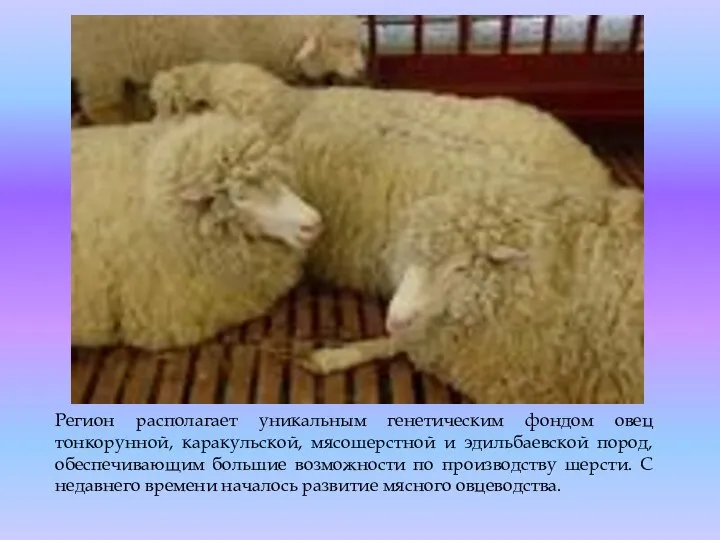 Регион располагает уникальным генетическим фондом овец тонкорунной, каракульской, мясошерстной и