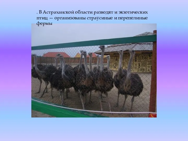 . В Астраханской области разводят и экзотических птиц — организованы страусиные и перепелиные фермы