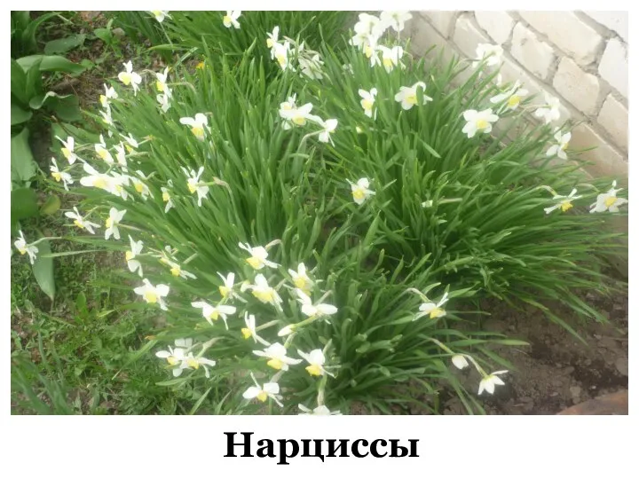 Нарциссы