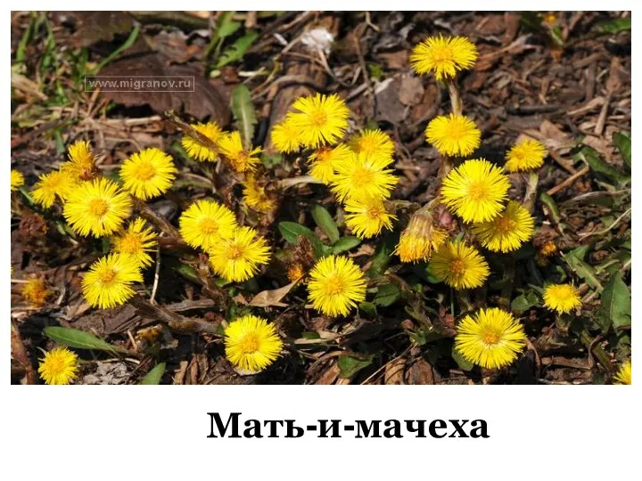 Мать-и-мачеха