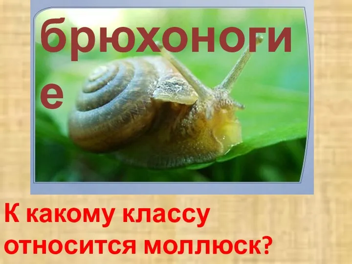 К какому классу относится моллюск? брюхоногие