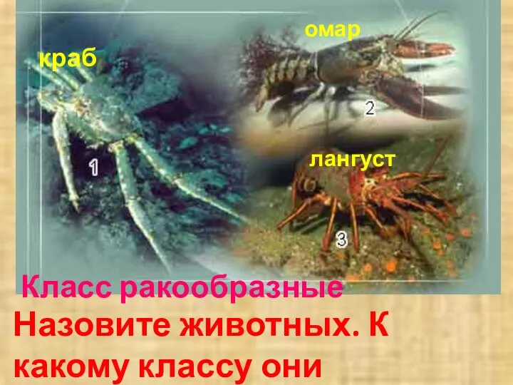 Назовите животных. К какому классу они относятся? омар краб лангуст Класс ракообразные