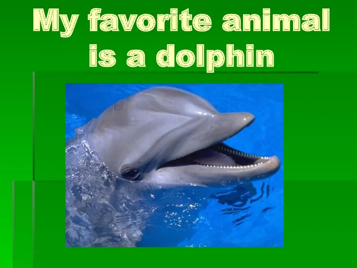 My favorite animal is a dolphin
