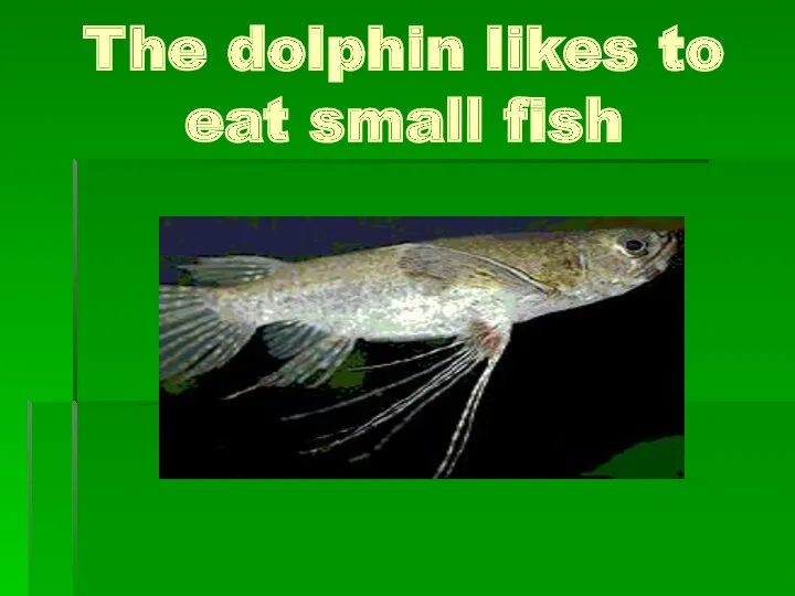 The dolphin likes to eat small fish