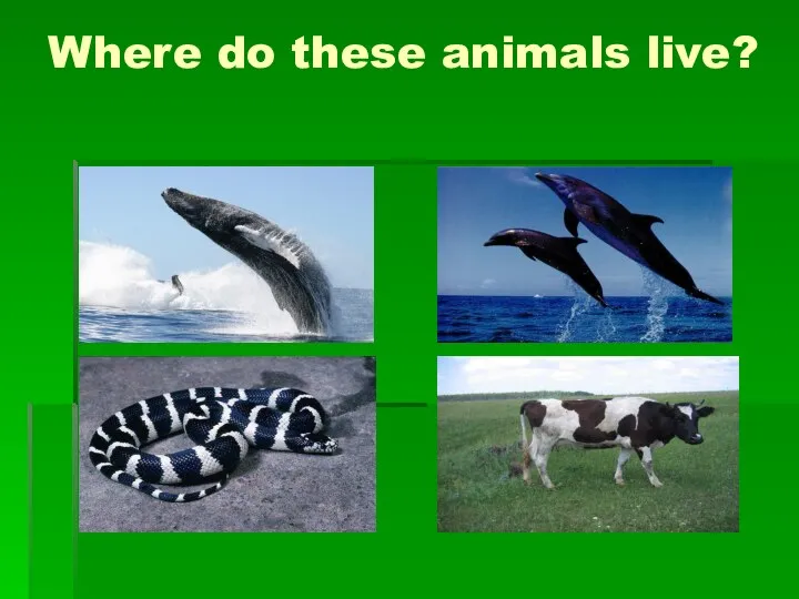 Where do these animals live?
