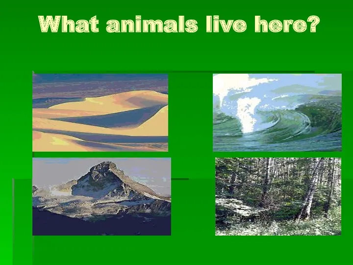 What animals live here?