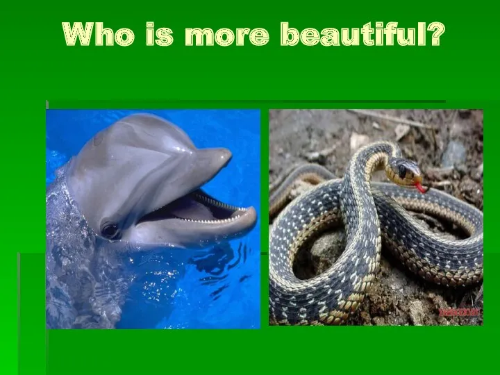 Who is more beautiful?