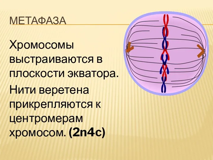 метафаза Хромосомы выстраиваются в плоскости экватора. Нити веретена прикрепляются к центромерам хромосом. (2n4c)