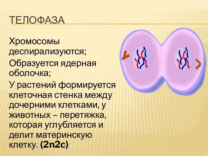 телофаза Хромосомы деспирализуются; Образуется ядерная оболочка; У растений формируется клеточная