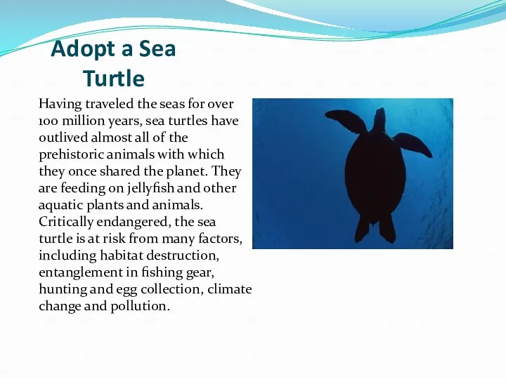 Adopt a Sea Turtle Having traveled the seas for over