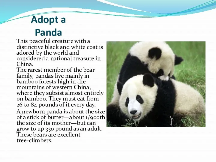 Adopt a Panda This peaceful creature with a distinctive black