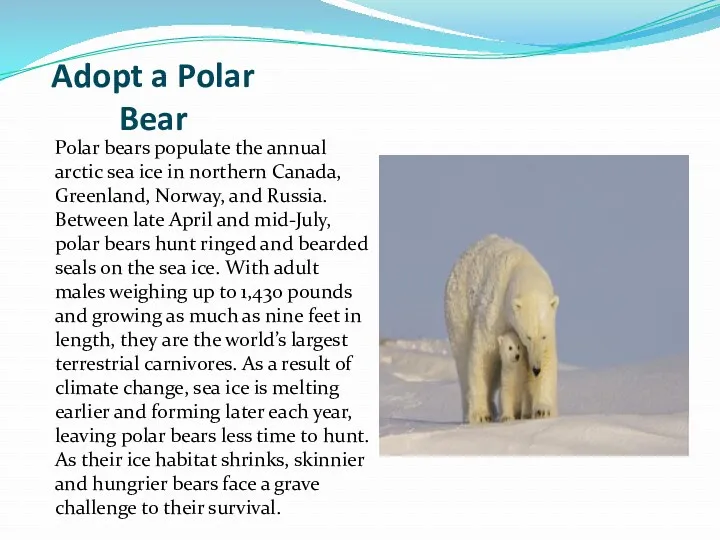 Adopt a Polar Bear Polar bears populate the annual arctic