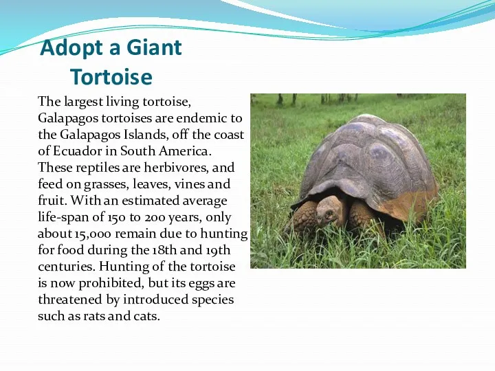 Adopt a Giant Tortoise The largest living tortoise, Galapagos tortoises