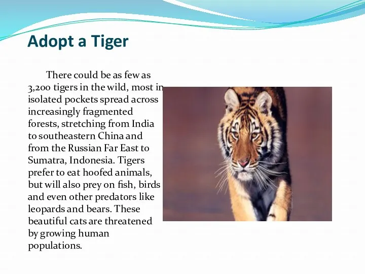 Adopt a Tiger There could be as few as 3,200