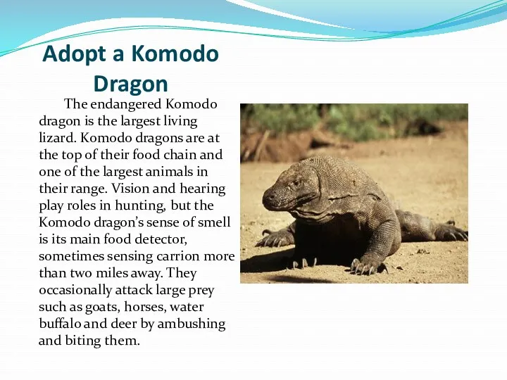 Adopt a Komodo Dragon The endangered Komodo dragon is the