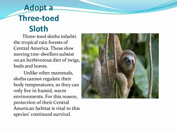 Adopt a Three-toed Sloth Three-toed sloths inhabit the tropical rain