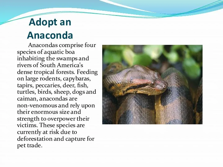 Adopt an Anaconda Anacondas comprise four species of aquatic boa