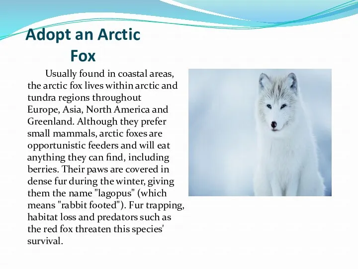 Adopt an Arctic Fox Usually found in coastal areas, the