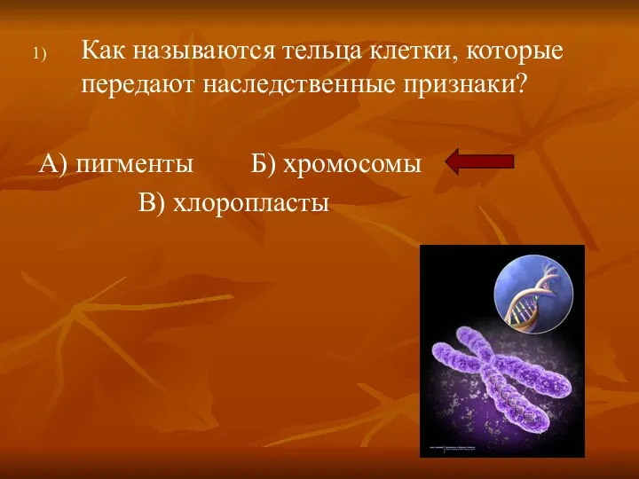 Как называются тельца клетки, которые передают наследственные признаки? А) пигменты Б) хромосомы В) хлоропласты