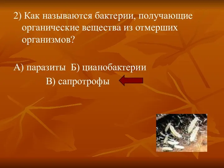 2) Как называются бактерии, получающие органические вещества из отмерших организмов? А) паразиты Б) цианобактерии В) сапротрофы